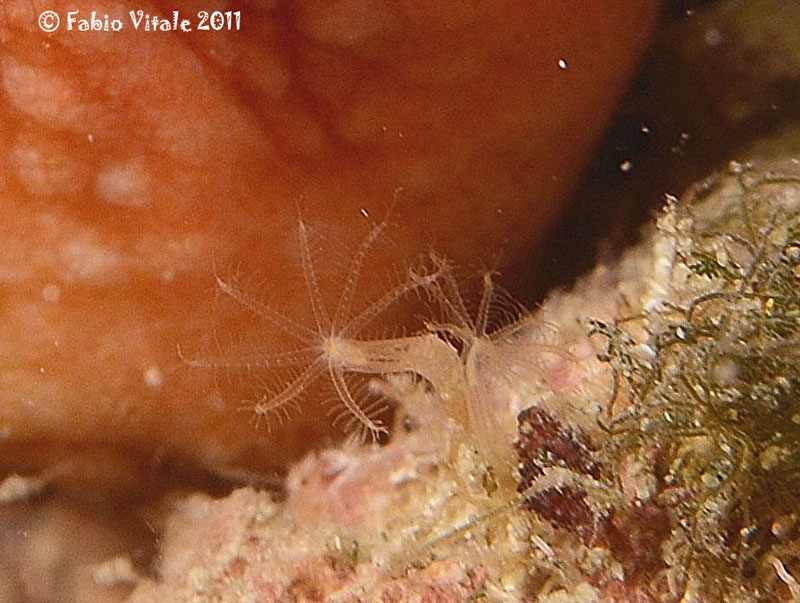 Ottocoralli molli: Cornularia cornucopiae